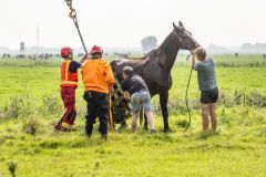 Paard-in-de-sloot-Garrelsweer_7101