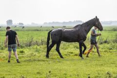 Paard-in-de-sloot-Garrelsweer_7134