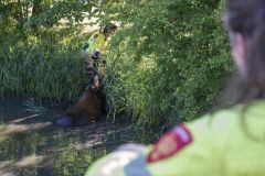 Paard-in-de-sloot-Garrelsweer_5513