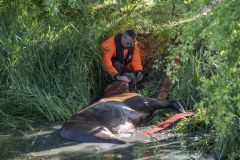 Paard-in-de-sloot-Garrelsweer_5546