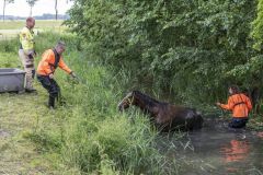 Paard-in-de-sloot-Garrelsweer_5612