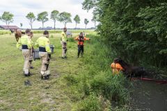 Paard-in-de-sloot-Garrelsweer_5629