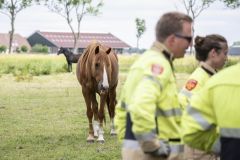Paard-in-de-sloot-Garrelsweer_5638