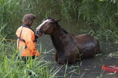 Paard-in-de-sloot-Garrelsweer_5659