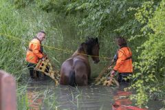 Paard-in-de-sloot-Garrelsweer_5684