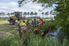 Paard-in-de-sloot-Garrelsweer_5743