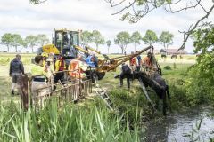 Paard-in-de-sloot-Garrelsweer_5768