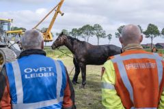 Paard-in-de-sloot-Garrelsweer_5845