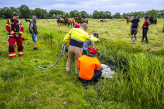 Paard-in-de-Sloot-Biessum_1702