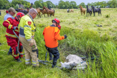 Paard-in-de-Sloot-Biessum_1723