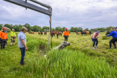 Paard-in-de-Sloot-Biessum_1811