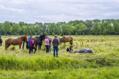 Paard-in-de-Sloot-Biessum_1865