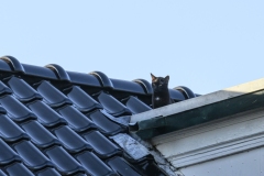 Kat-op-het-dak-Appingedam_2922