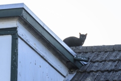 Kat-op-het-dak-Appingedam_2962