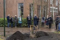 Burgemeestersboom-Appingedam_3796
