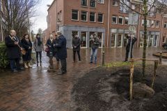 Burgemeestersboom-Appingedam_3835