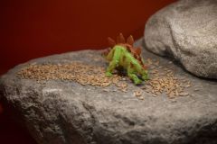 Dinodag-muzee_2729