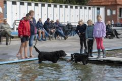 Honden-zwemmen-Loppersum_4351