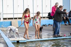 Honden-zwemmen-Loppersum_4360