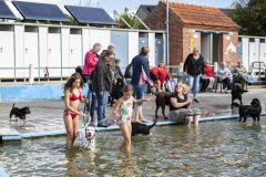 Honden-zwemmen-Loppersum_4363