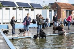 Honden-zwemmen-Loppersum_4375