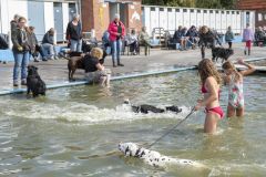 Honden-zwemmen-Loppersum_4381