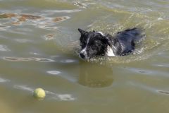 Honden-zwemmen-Loppersum_4386