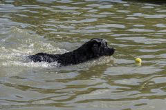 Honden-zwemmen-Loppersum_4391