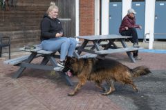 Honden-zwemmen-Loppersum_4406
