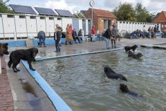 Honden-zwemmen-Loppersum_4437