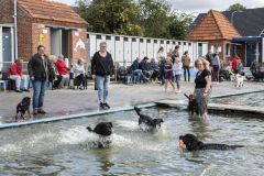Honden-zwemmen-Loppersum_4470