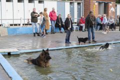 Honden-zwemmen-Loppersum_4483