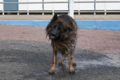 Honden-zwemmen-Loppersum_4542