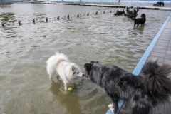 Honden-zwemmen-Loppersum_4577
