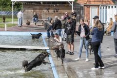Honden-zwemmen-Loppersum_4583