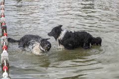 Honden-zwemmen-Loppersum_4600