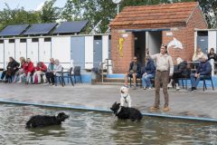 Honden-zwemmen-Loppersum_4628