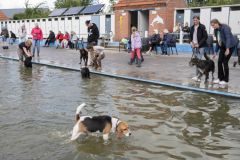 Honden-zwemmen-Loppersum_4650