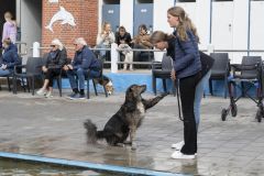 Honden-zwemmen-Loppersum_4661