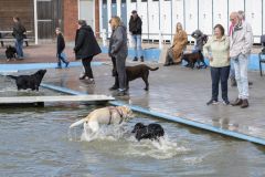 Honden-zwemmen-Loppersum_4716
