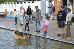 Honden-zwemmen-Loppersum_4724