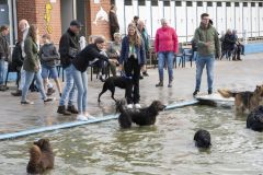 Honden-zwemmen-Loppersum_4758