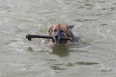 Honden-zwemmen-Loppersum_4773