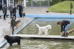 Honden-zwemmen-Loppersum_4777