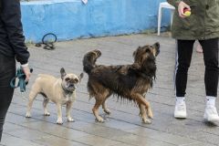 Honden-zwemmen-Loppersum_4786