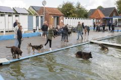 Honden-zwemmen-Loppersum_4793