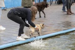 Honden-zwemmen-Loppersum_4812