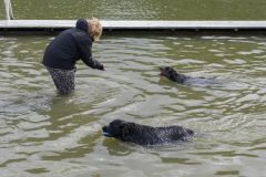 Honden-zwemmen-Loppersum_4856