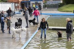Honden-zwemmen-Loppersum_4863