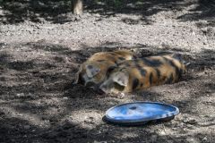 Beleef-Tjamsweer-108